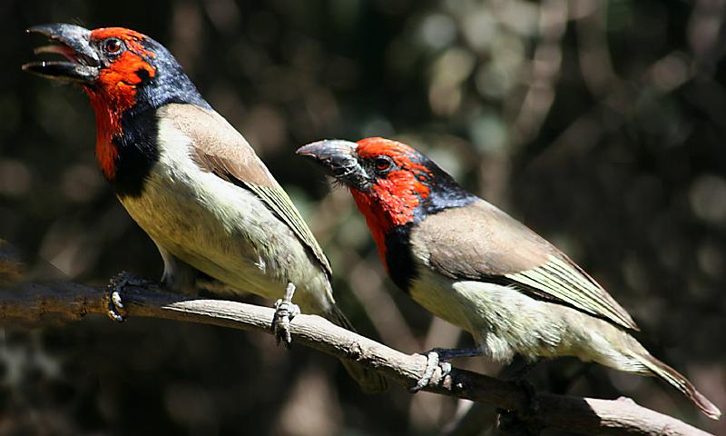 Woensdag 090.jpg - Twee Rooikophoutkappers ..Blackcollared Barbet